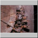 Nuctenea umbratica - Spaltenkreuzspinne w03.jpg